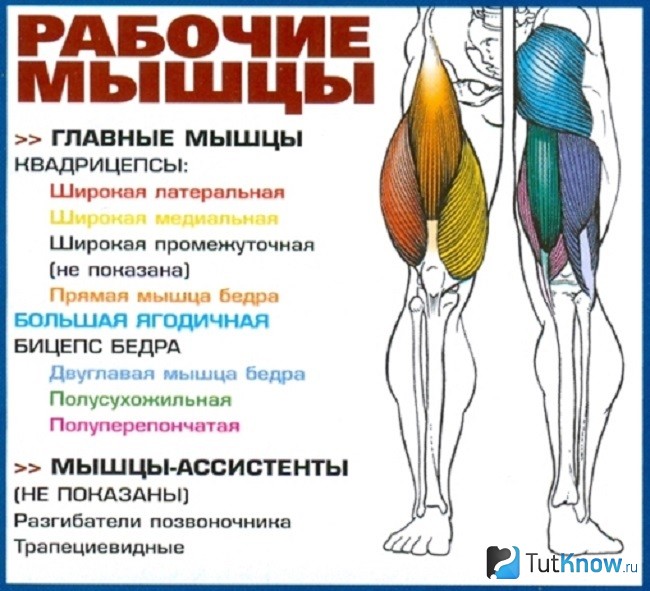 Мышцы, задействованные при гакк-приседаниях