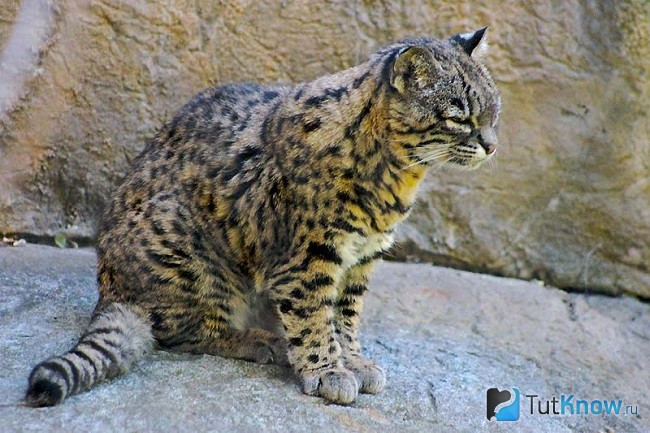 Кошка Жоффруа