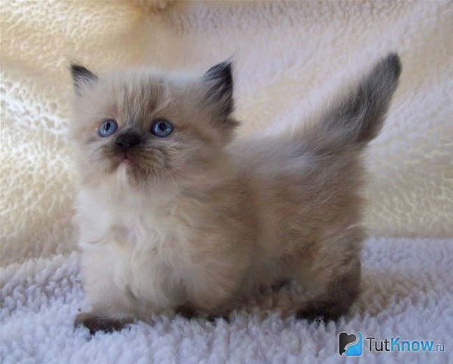 Котенок манчкина
