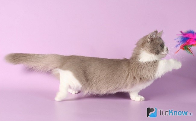 Котенок манчкина играет
