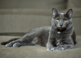 Корат