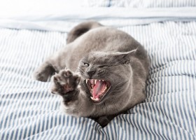 Кот зевает