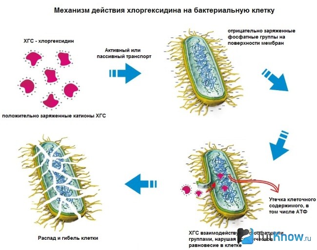 Механизм воздействия хлоргексидина