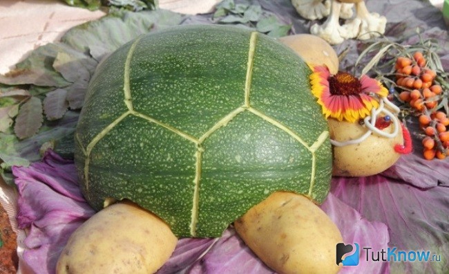 Черепаха из тыквы