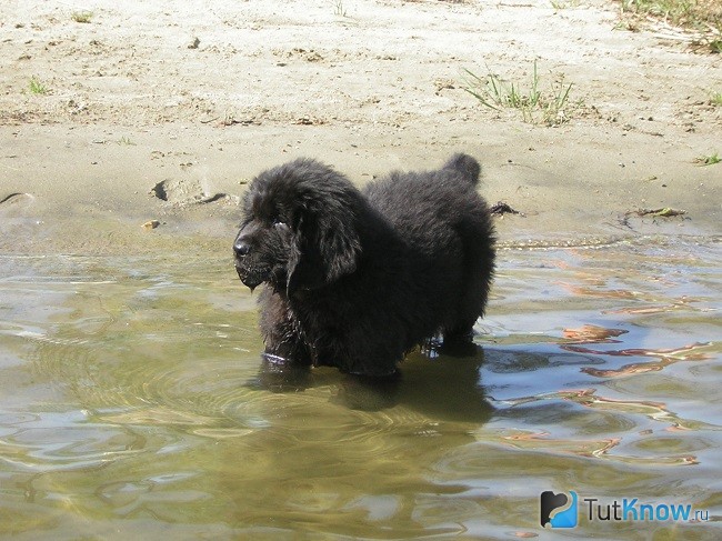 Ньюфаундленд в воде