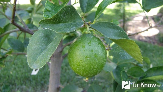 Плод лайма
