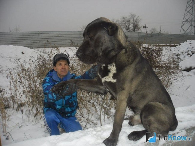 Алабай с хозяином