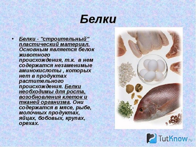 Справка о белках животного происхождения