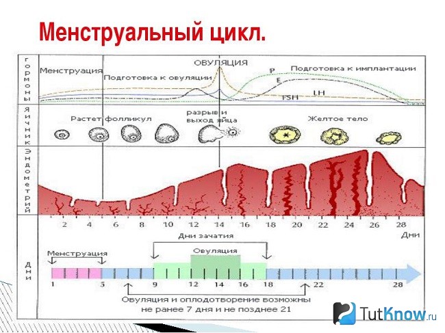 Схема менструального цикла