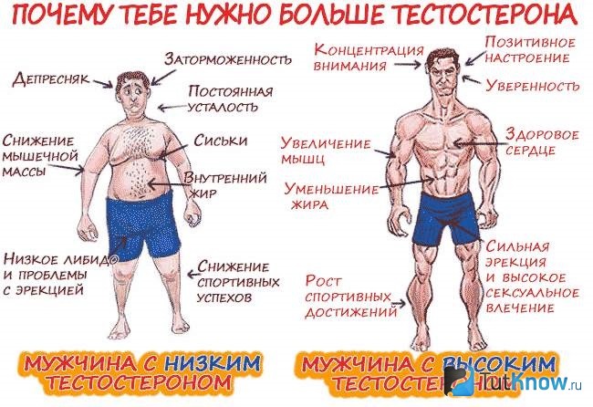 Признаки высокого и низкого уровней тестостерона