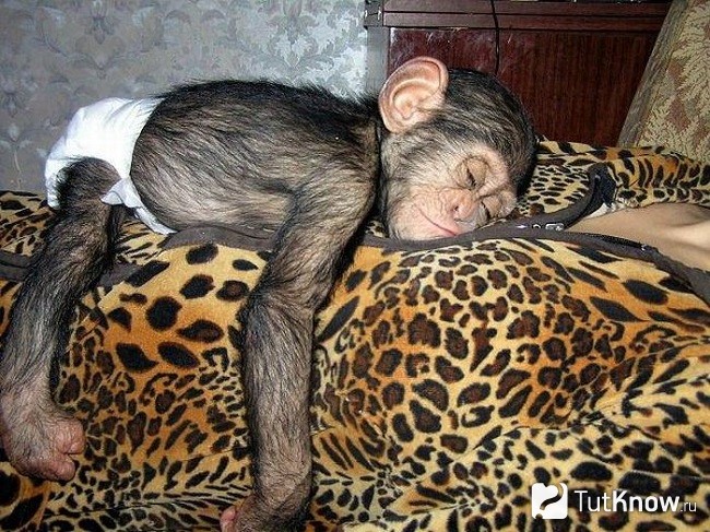 Шимпанзе спит