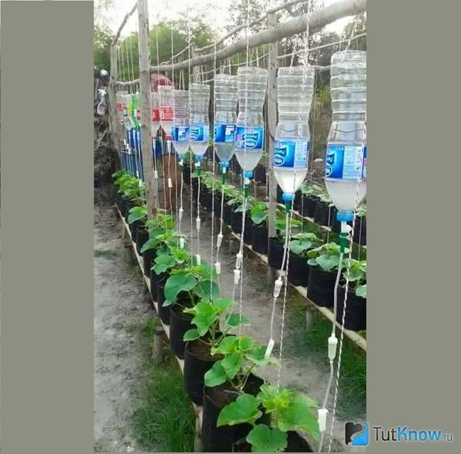 Система полива из бутылок