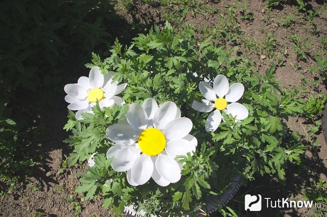 Ромашки из пластиковых ложек