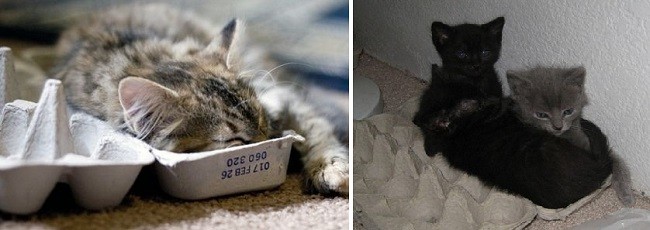 Постель для кота из лотка
