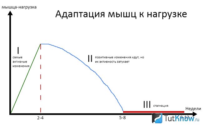 График адаптации мускулов к нагрузкам