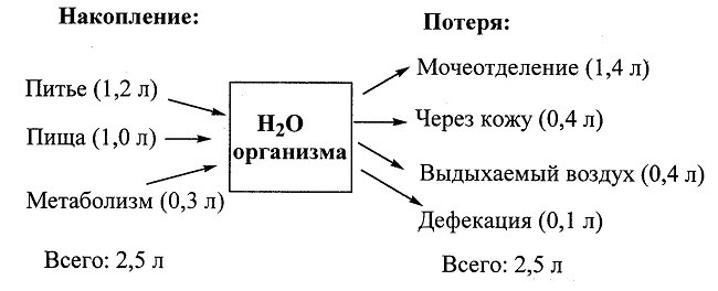 Способы накопления воды и процессы при её потере