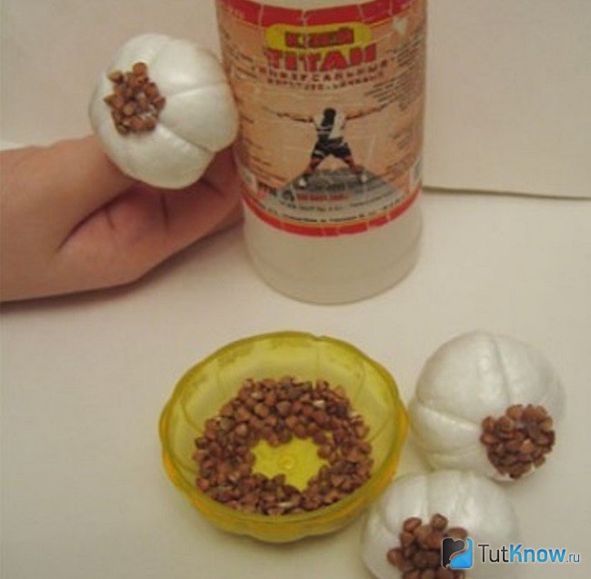 Корни чеснока из гречки