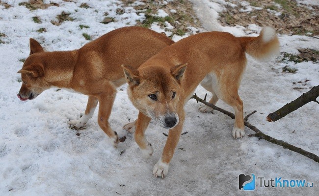 Две новогвинейских поющих собаки