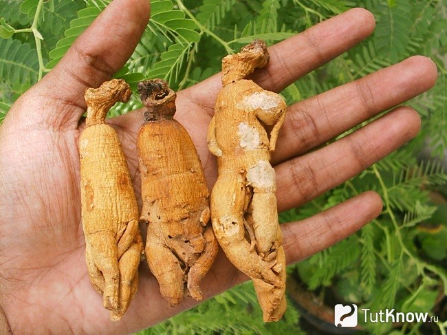 Корень мандрагоры