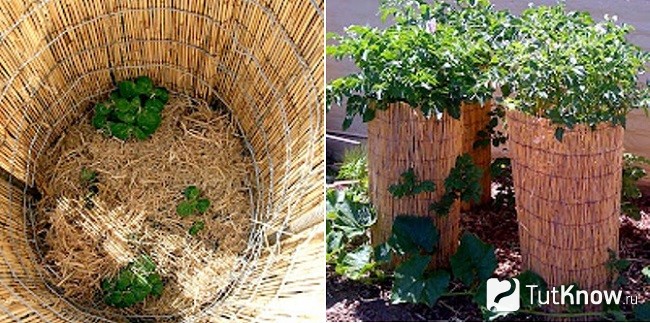 Клубни картофеля в башне-гнезде