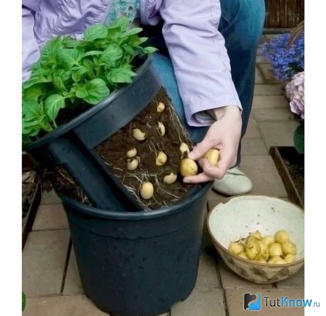 Выращивание картофеля в цветочных горшках