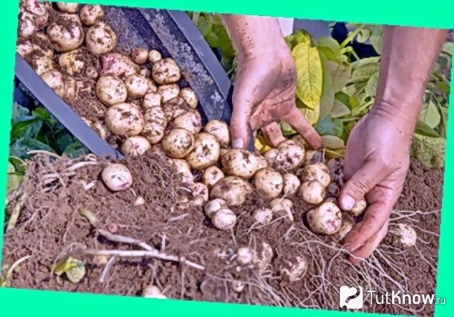 Выращивание картофеля в кобцах