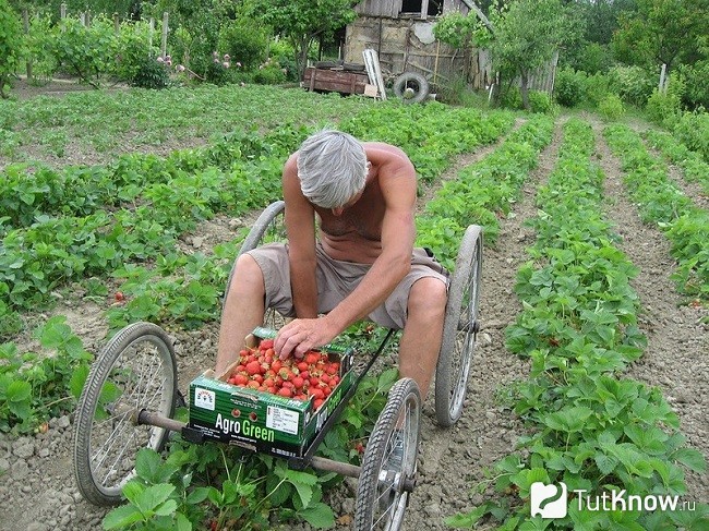 Приспособление для сбора клубники