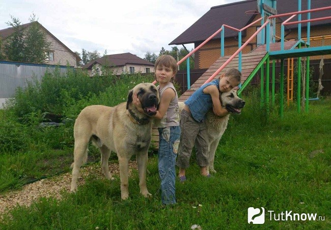 Кангальский карабаш с ребенком