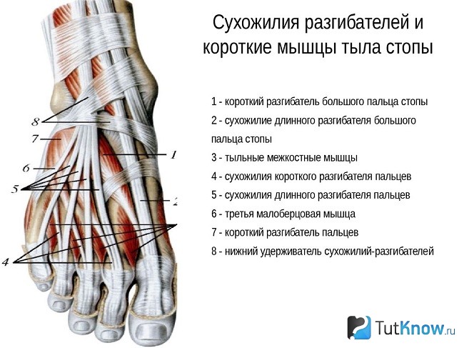 Схематическое изображение сухожилий