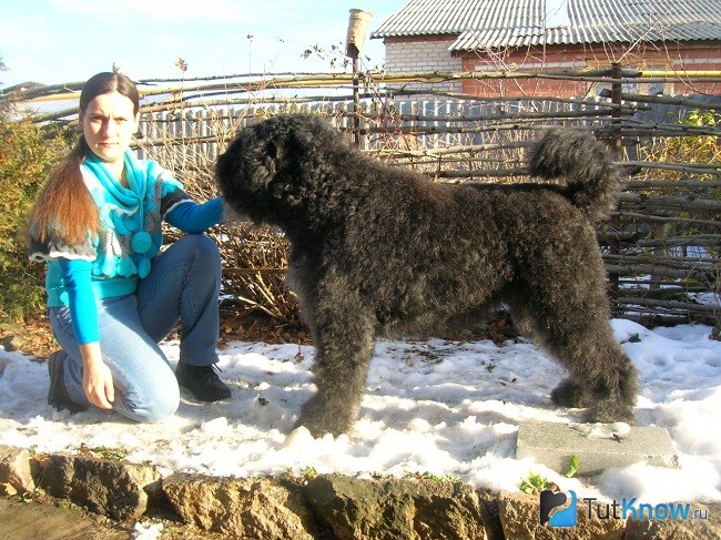 Фландрский бувье с хозяйкой