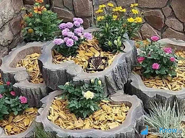 Клумба из пней