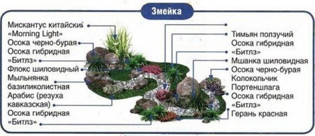 Схема высадки растений в ручейке-змейке