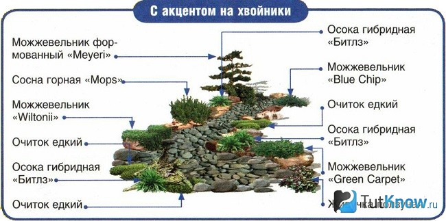 Схема высадки хвойников