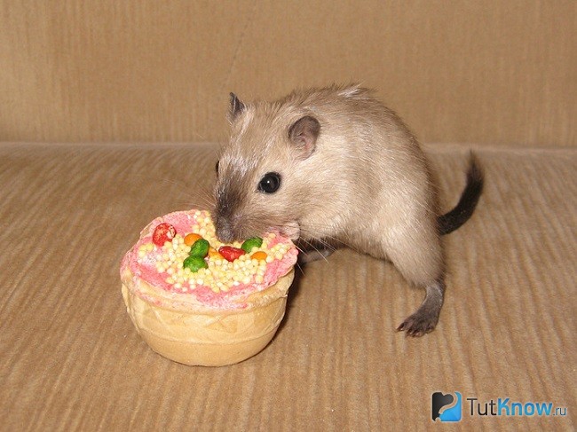 Песчанка ест