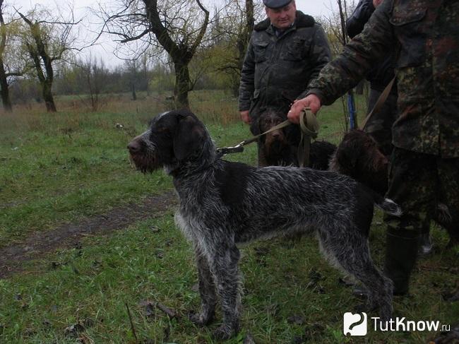 Дратхаар на поводке