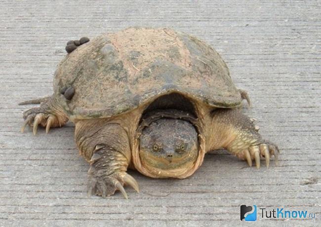 Внешний вид каймановой черепахи