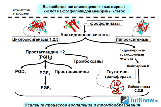 Схема действия арахидоновой кислоты