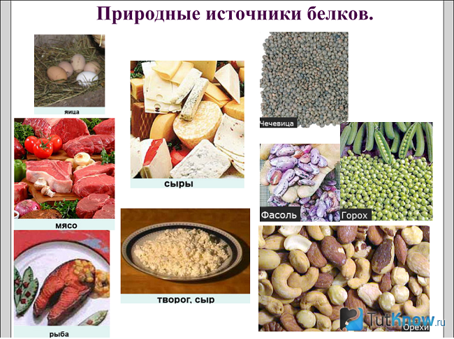 Продукты с высоким содержанием белка
