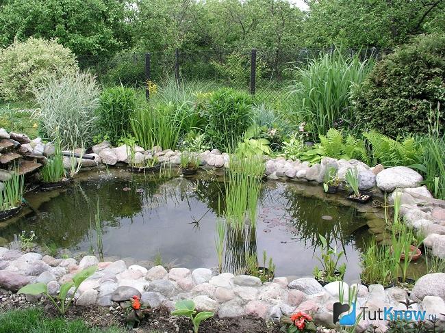 Камыш на искусственном водоёме
