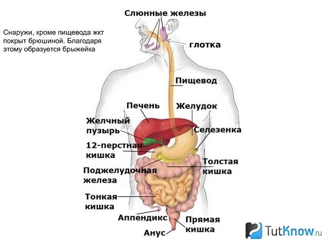 Схема строения ЖКТ