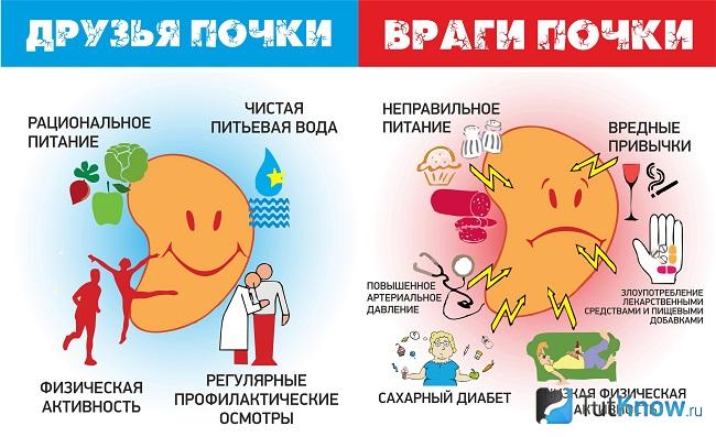 Какие продукты хорошо влияют на почки, а какие плохо