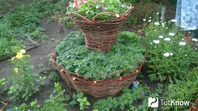 Двухъярусная клуба из лозы
