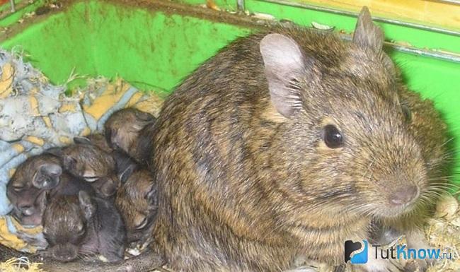 Внешний вид дегу