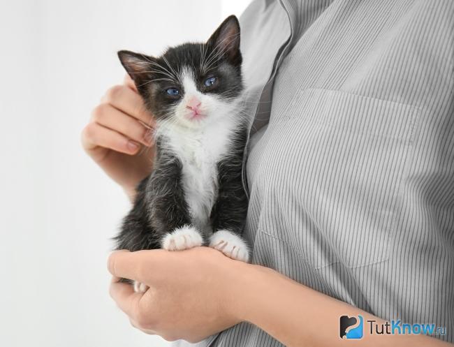 Приобретение кота как борьба с айлурофобией