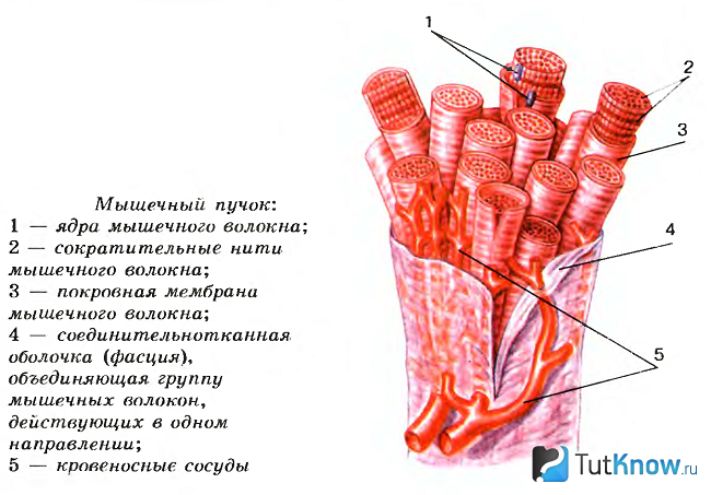 Схематическое изображение фасции