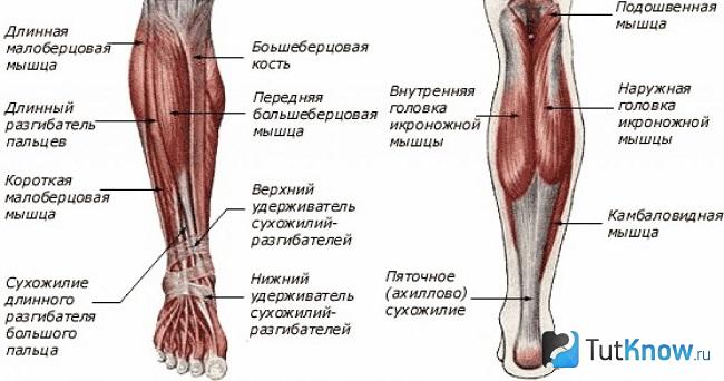 Строение икроножного мускула