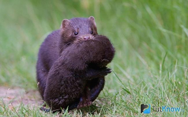 Американская норка с детёнышем