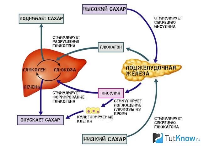 Механизм углеводного метаболизма