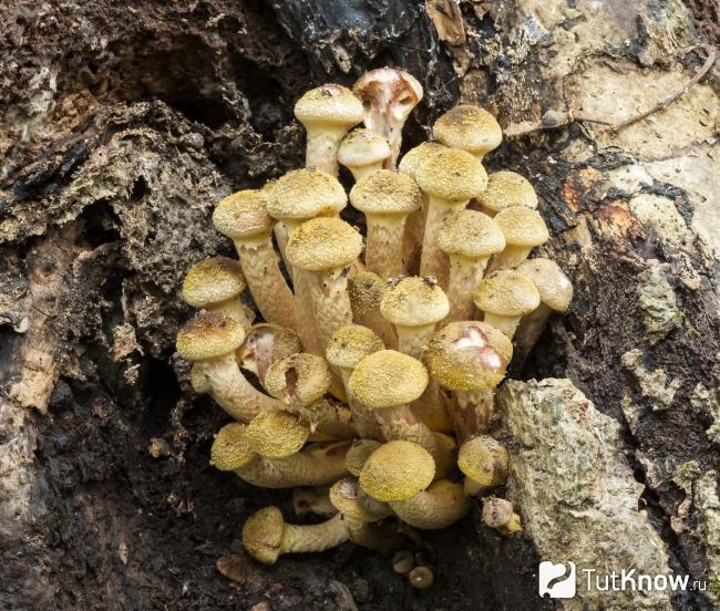 Грибы Armillaria mellea