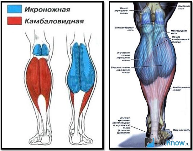 Схематическое изображение икроножного мускула